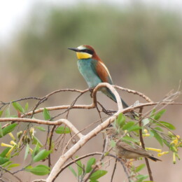 European bee-eater (Merops apiaster) and crested lark (Galerida cristata)