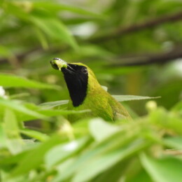 Lesser green leafbird (Chloropsis cyanopogon)