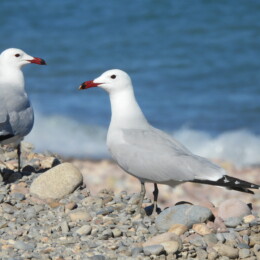 Audouin's gull (Ichthyaetus audouinii)
