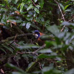 Pitta-like ground roller (Atelornis pittoides)