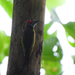 Black-eared barbet (Psilopogon duvaucelii)