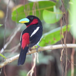 Black-and-red broadbill (Cymbirhynchus macrorhynchos)