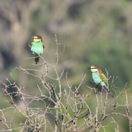 European bee-eaters in Calamocarro River, Ceuta, Spain, 18 Apr 2025