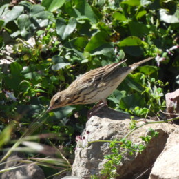 Tree pipit (Anthus trivialis)