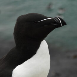 Razorbill (Alca torda)