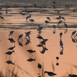 Pied avocet (Recurvirostra avosetta), black-winged stilt (Himantopus himantopus), black-tailed godwit (Limosa limosa), common redshank (Tringa totanus) and black-headed gull (Chroicocephalus ridibundus)