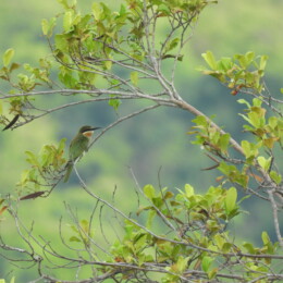 Olive bee-eater (Merops superciliosus)