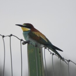 European bee-eater (Merops apiaster)