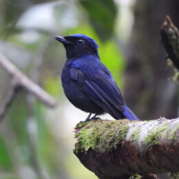 Large niltava (Niltava grandis grandis)