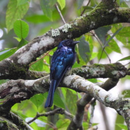 Lesser racket-tailed drongo (Dicrurus remifer)