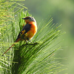 Long-tailed minivet (Pericrocotus ethologus)
