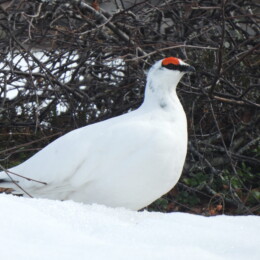Rock ptarmigan (Lagopus muta) male