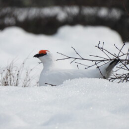 Rock ptarmigan (Lagopus muta) male