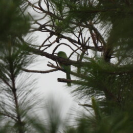Blue-bearded bee-eater (Nyctyornis athertoni)