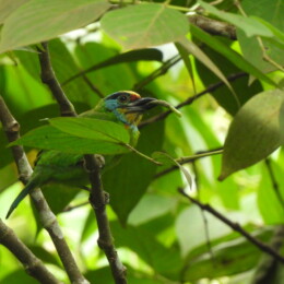 Black-browed barbet (Psilopogon oorti)