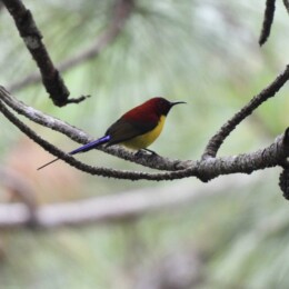 Mrs Gould's sunbird (Aethopyga gouldiae annamensis)