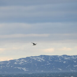 Parasitic jaeger (Stercorarius parasiticus) light morph adult