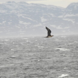 Parasitic jaeger (Stercorarius parasiticus) light morph adult
