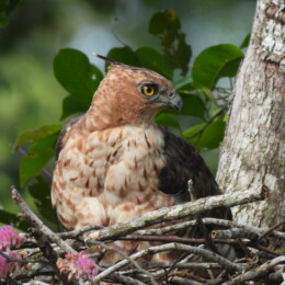 Wallace's hawk-eagle (Nisaetus nanus)