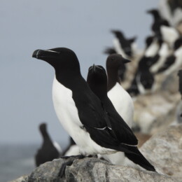 Razorbill (Alca torda)