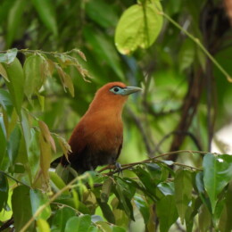Raffles's malkoha (Rhinortha chlorophaea) male