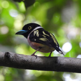 Black-and-yellow broadbill (Eurylaimus ochromalus)