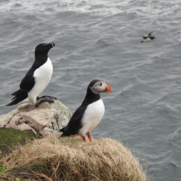 Razorbill (Alca torda) and Atlantic puffin (Fratercula arctica)