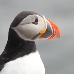 Atlantic puffin (Fratercula arctica)
