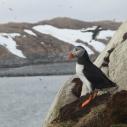 Atlantic puffin (Fratercula arctica)