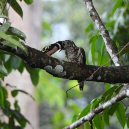 Indian cuckoo (Cuculus micropterus) being fed by a black-and-yellow broadbill (Eurylaimus ochromalus)