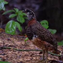 Sabah partridge (Tropicoperdix graydoni)