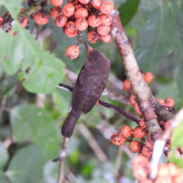 Brown barbet (Caloramphus fuliginosus) female