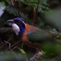 Pitta-like ground roller (Atelornis pittoides)