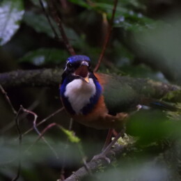 Pitta-like ground roller (Atelornis pittoides)