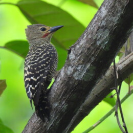 Buff-rumped woodpecker (Meiglyptes grammithorax) male