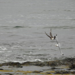 Parasitic jaeger (Stercorarius parasiticus) light morph adult and black-legged kittiwake (Rissa tridactyla)