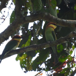 Chestnut-headed bee-eater (Merops leschenaultii)