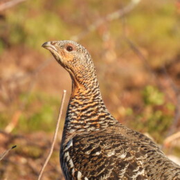 Western capercaillie (Tetrao urogallus) female