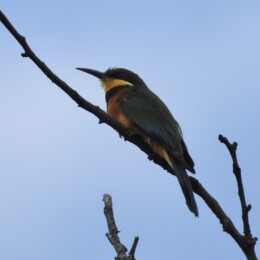 Cinnamon-breasted bee-eater (Merops oreobates)
