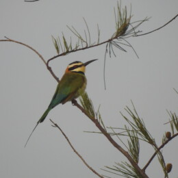 White-throated bee-eater (Merops albicollis)
