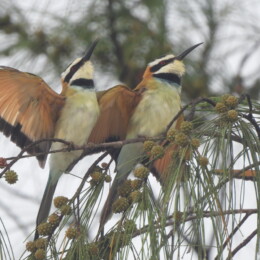 White-throated bee-eater (Merops albicollis)
