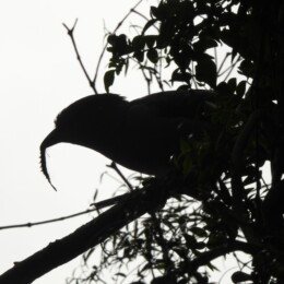 Cuckoo-roller (Leptosomus discolor)