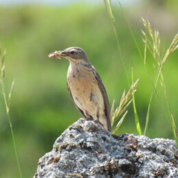 Water pipit (Anthus spinoletta spinoletta)