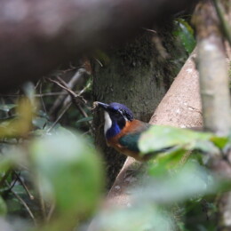 Pitta-like ground roller (Atelornis pittoides)