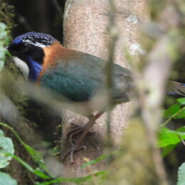 Pitta-like ground roller (Atelornis pittoides)
