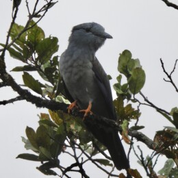 Cuckoo-roller (Leptosomus discolor) male
