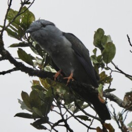 Cuckoo-roller (Leptosomus discolor) male