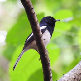 Madagascar magpie-robin (Copsychus albospecularis)