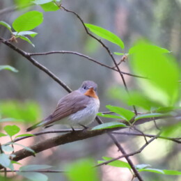 Red-breasted flycatcher (Ficedula parva) male