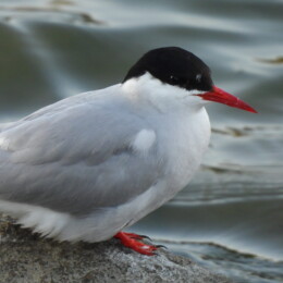 Arctic tern (Sterna paradisaea)